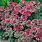 Sedum Munstead Dark Red