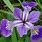 Sepal Petal Iris