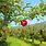 September Apple Orchard