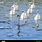 Seven Swans Swimming