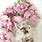 Shabby Chic Pink Roses