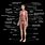 Show Anatomy of Human Body