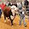 Show Cattle