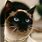Siamese Cat with Collar