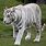 Siberian White Tiger Fur