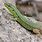 Sicilian Wall Lizard