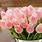 Silk Flowers Pink Tulips