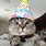 Silly Cat Birthday