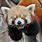 Silly Red Panda