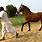 Sindhi Horse