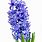 Single Hyacinth