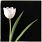 Single White Tulip Flower