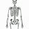 Skeletal Anatomy Drawing