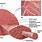 Skeletal Muscle Labeling