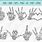 Skeleton Hand Gestures