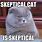 Skeptical Cat Meme