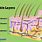 Skin Diagram for Kids