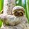 Sloth Animal Funny