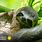 Sloth Snake