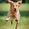 Small Active Dog Breeds