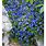 Small Blue Flower Ground Cover