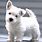 Small White Terrier Dog Breeds