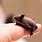Smallest Baby Bat