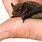 Smallest Bat Species