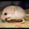 Smallest Mouse Species