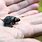 Smallest Sea Turtle