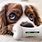 Smart Toys for Dogs