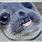 Smiling Seal Meme