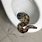 Snake in Toilet