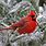 Snow Cardinal Bird