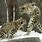 Snow Leopard Fighting