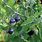 Solanum Lycopersicoides