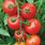 Solanum Lycopersicum Tomato