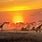 South Africa Safari Sunrise