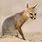 South African Fox