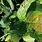 Soybean Leaf Diseases