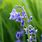 Spanish Hyacinth