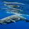 Sperm Whale Azores