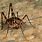 Spider Cricket Identification