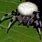 Spider with Black and White Body