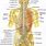 Spinal Cord Atlas