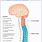 Spinal Cord Cranial Nerves
