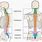 Spine Anatomy and Physiology