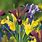 Spring Iris Bulbs
