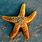 Starfish Images. Free