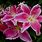 Stargazer Lily Meaning